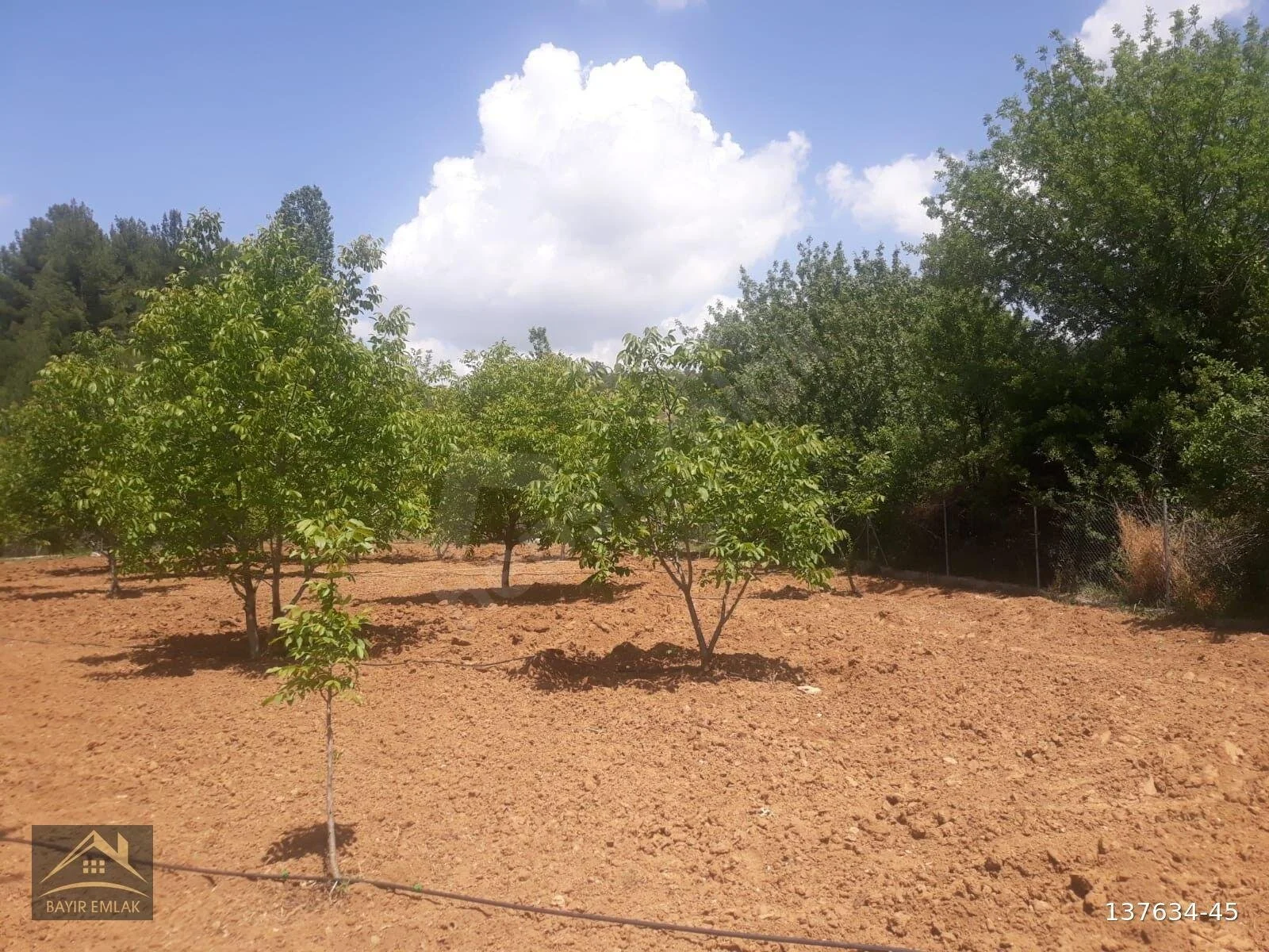 MUĞLA MENTEŞE BAYIR DA SATILIK TARLA, BAHÇE, CEVİZLİK